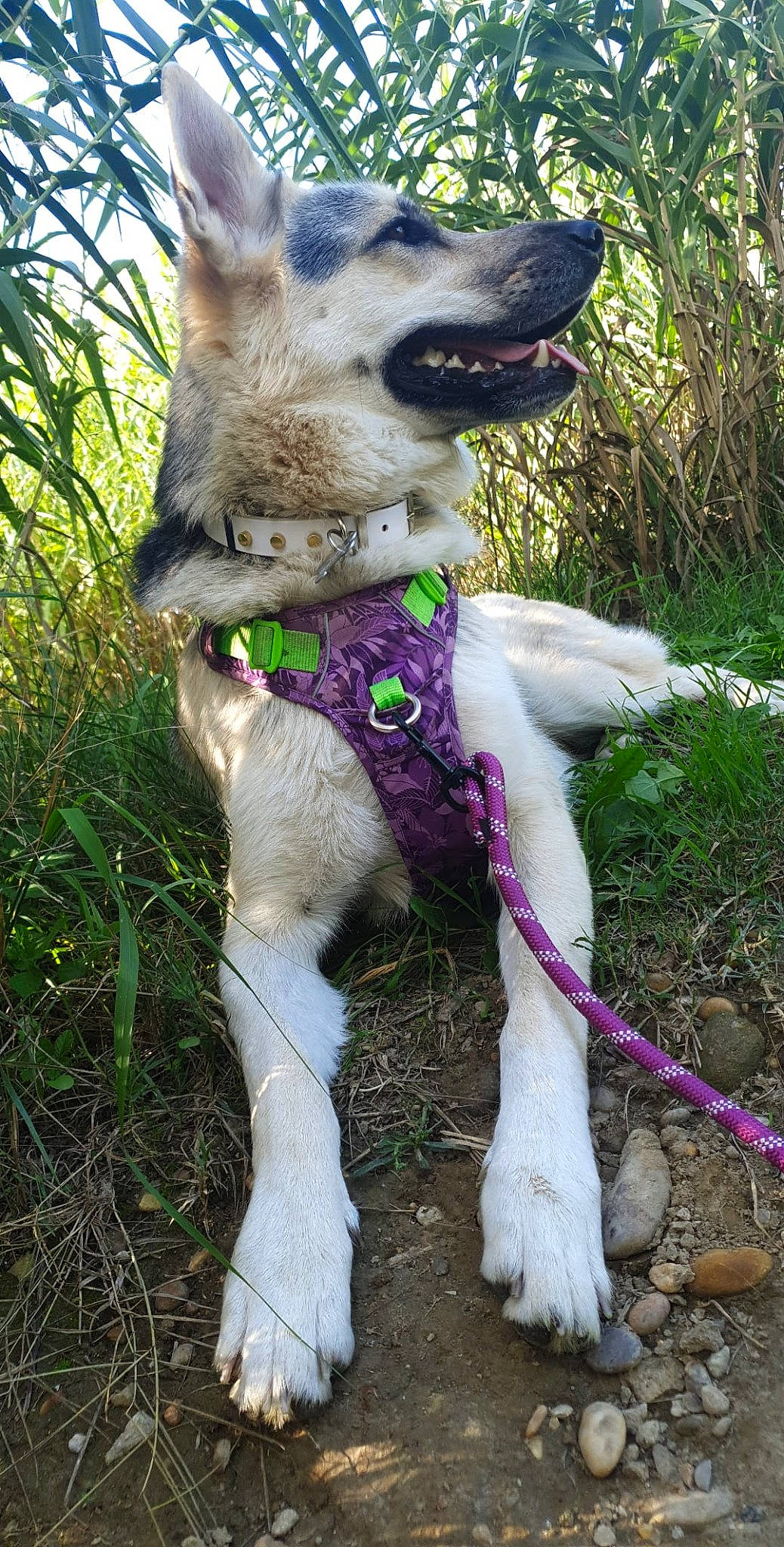 O'Nayah a rejoint le concours — aidez-le/la à gagner de superbes lots ! canidae, carnivore, dog, dog_breed, mammal, native_american_indian_dog, northern_inuit_dog, rare_breed_dog, seppala_siberian_sleddog, siberian_husky, tamaskan_dog, west_siberian_laika, wolfdog