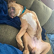 Lazarus Gizmo Dennis joined the competition — help win amazing prizes! dog, sleeping, couch, blanket, relaxed, pet, indoor, fur, paw, collar, canine, resting, comfort, nose, tongue, home, animal, furniture, mammal, cute