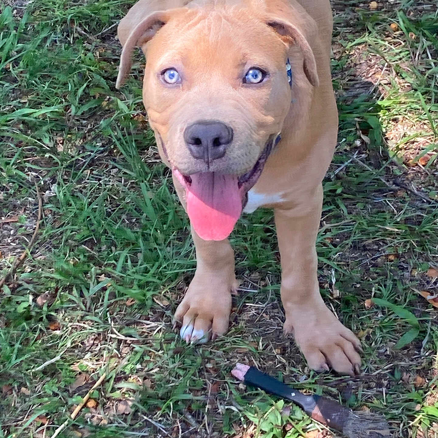 Lazarus Gizmo Dennis