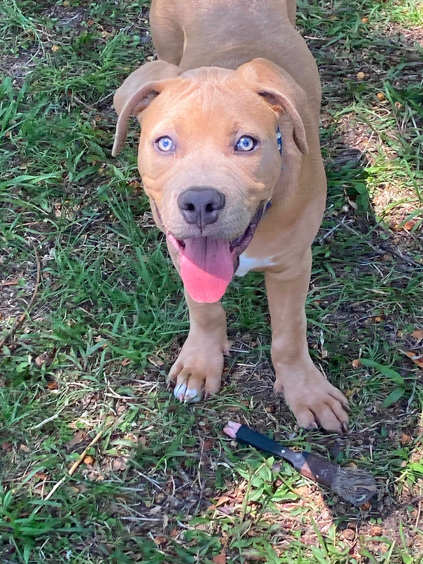 Lazarus Gizmo Dennis