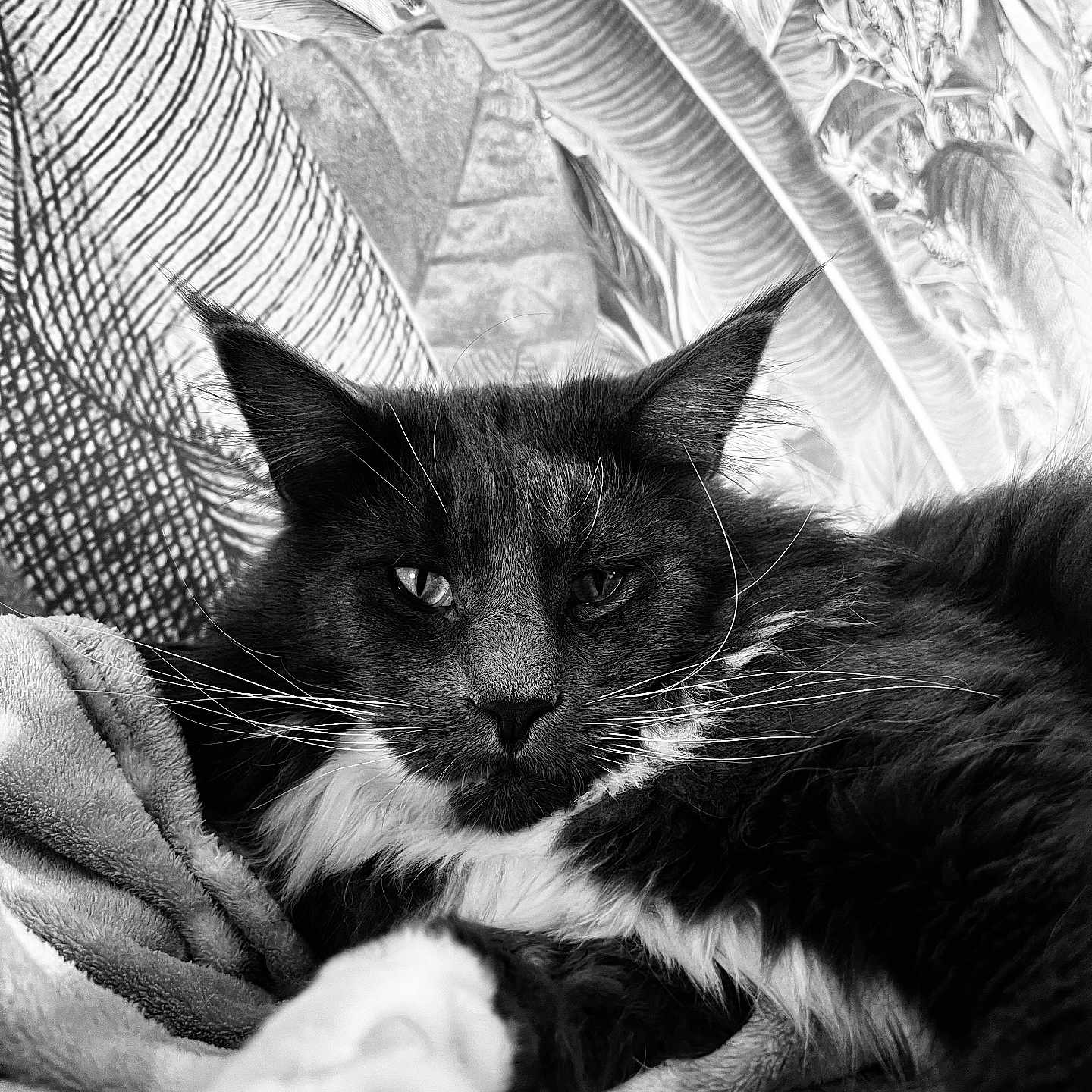 Tigris participe au concours pour gagner de l'argent avec cette photo : abyssinian, angora, animal, blackcat, blanket, canine, cat, chair, couch, dog, furniture, homedecor, kitten, linen, manx, person, pet, quilt, siamese, sleeping