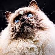 Bella participe au concours pour gagner de l'argent avec cette photo : cat, blue_eyes, fluffy, portrait, animal, feline, close_up, whiskers, soft_fur, pet, looking_up, indoor, mammal, cute, domestic_animal, focused, beautiful, majestic, head, nose