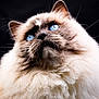 cat, blue_eyes, fluffy, portrait, animal, feline, close_up, whiskers, soft_fur, pet, looking_up, indoor, mammal, cute, domestic_animal, focused, beautiful, majestic, head, nose
