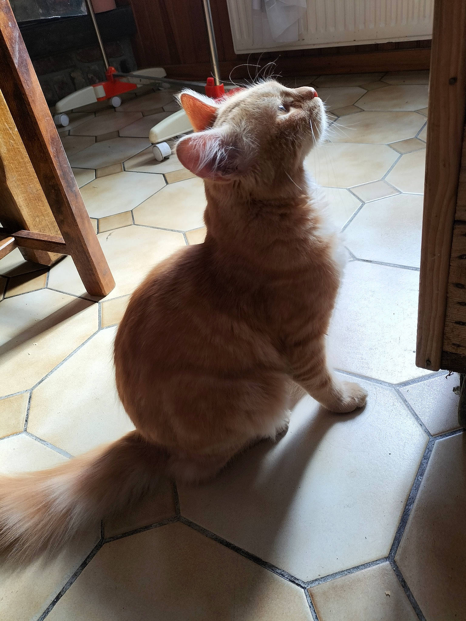 Garfield participe au concours pour gagner de l'argent avec cette photo : canidae, carnivore, cat, comfort, companion_dog, domestic_short_haired_cat, fawn, felidae, flooring, fur, hardwood, paw, small_to_medium_sized_cats, snout, tail, terrestrial_animal, tile_flooring, whiskers, window, wood