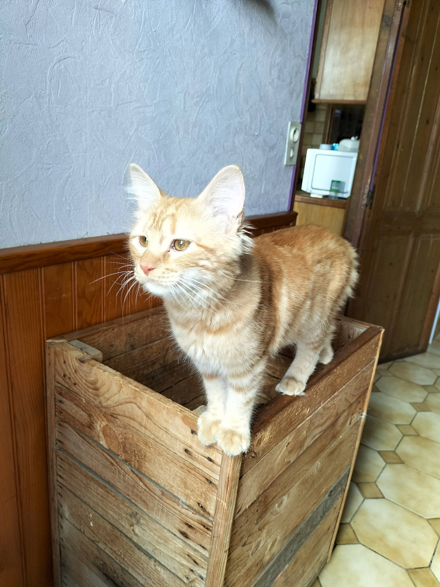 Garfield a rejoint le concours — aidez-le/la à gagner de superbes lots ! animal_shelter, carnivore, cat, cat_furniture, cat_supply, domestic_short_haired_cat, door, fawn, felidae, flooring, fur, hardwood, paw, sitting, small_to_medium_sized_cats, snout, tail, whiskers, window, wood