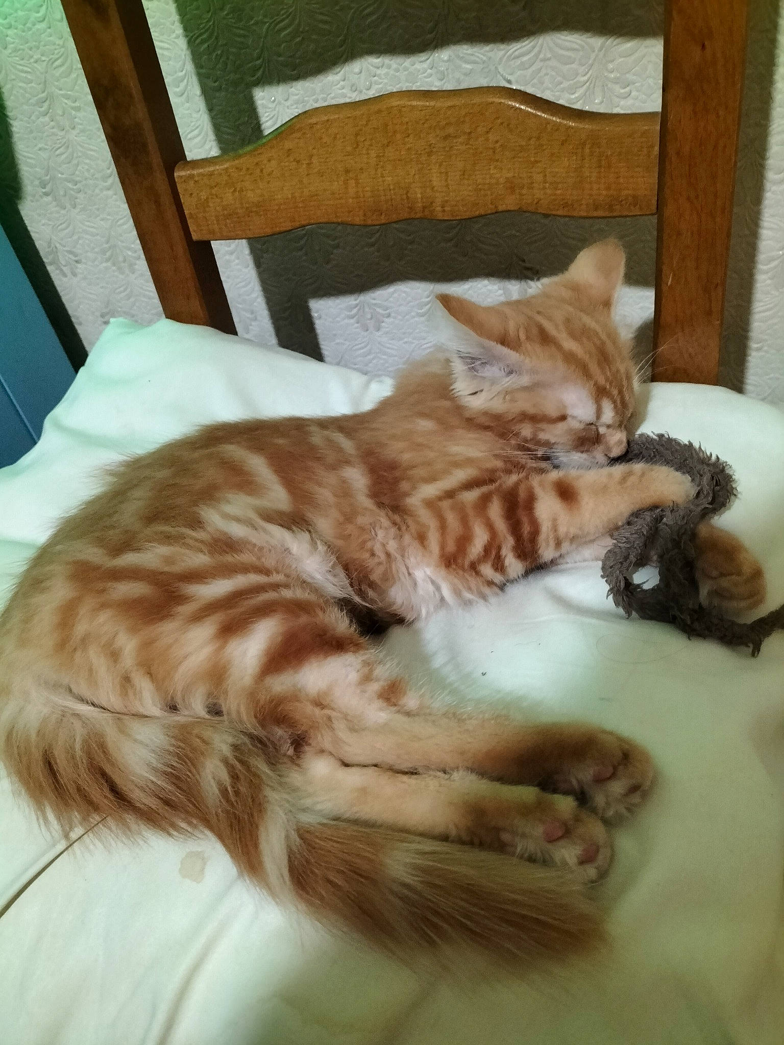 Garfield a rejoint le concours — aidez-le/la à gagner de superbes lots ! bed, carnivore, cat, chair, claw, comfort, domestic_short_haired_cat, fawn, felidae, fur, furniture, hardwood, linens, nap, paw, room, small_to_medium_sized_cats, tail, whiskers, wood