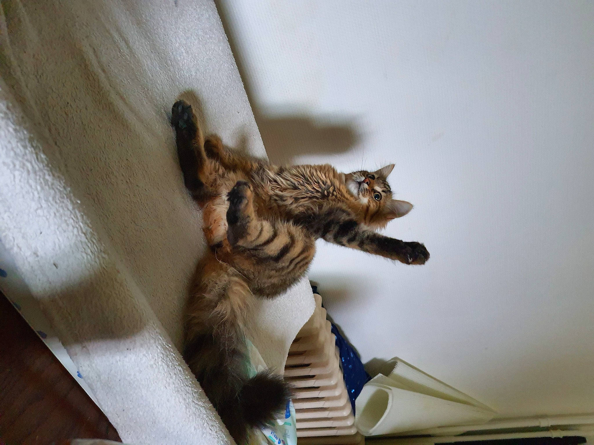 Princesse a rejoint le concours — aidez-le/la à gagner de superbes lots ! beige, carnivore, cat, claw, domestic_short_haired_cat, felidae, fur, small_to_medium_sized_cats, snout, tabby_cat, tail, terrestrial_animal, vertebrate, whiskers