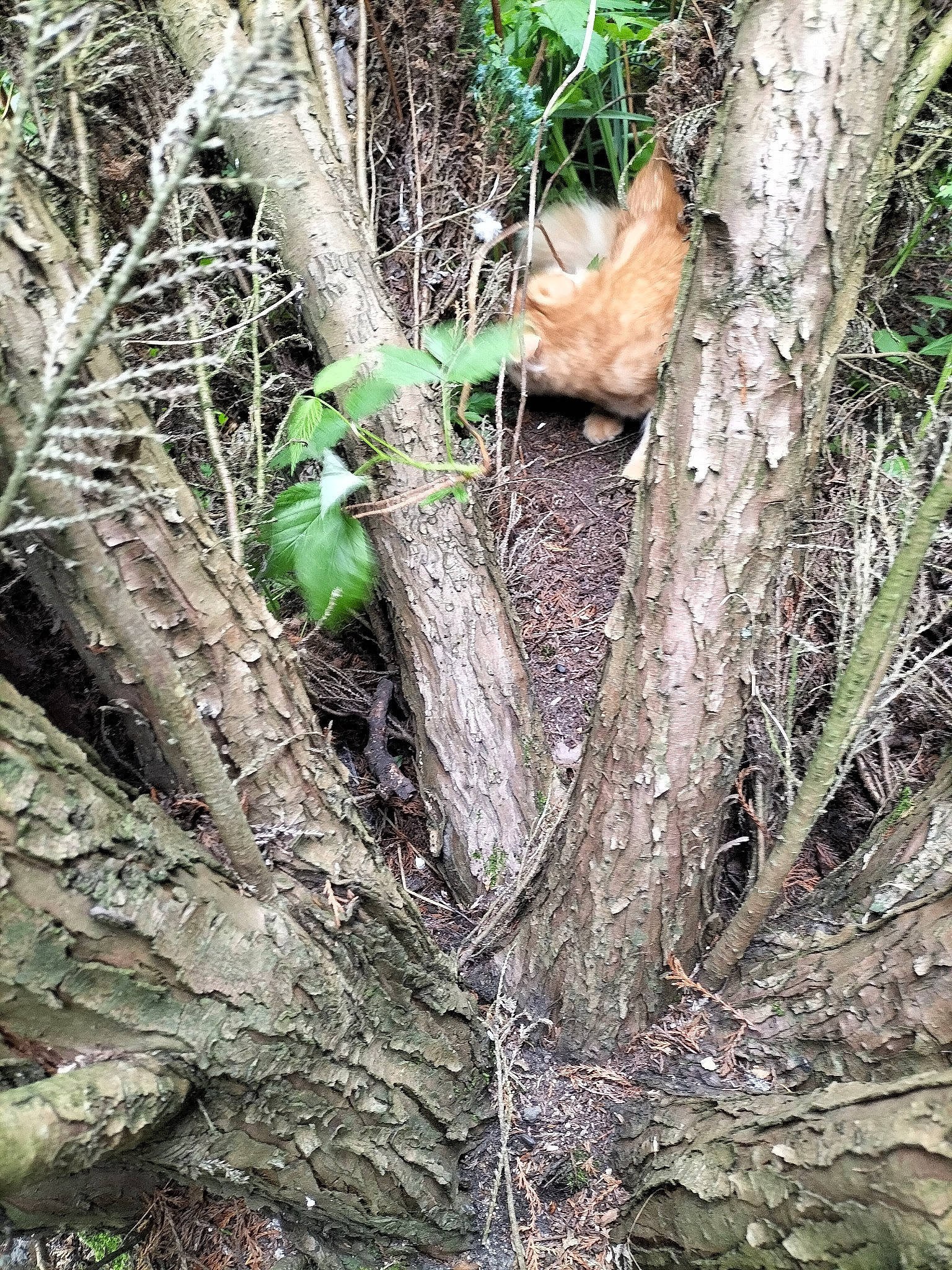 Garfield participe au concours pour gagner de l'argent avec cette photo : antelope_squirrels, branch, fawn, felidae, forest, grass, jungle, plant, root, soil, terrestrial_animal, terrestrial_plant, tree, trunk, twig, watch, wildlife, wood, woodland, woody_plant