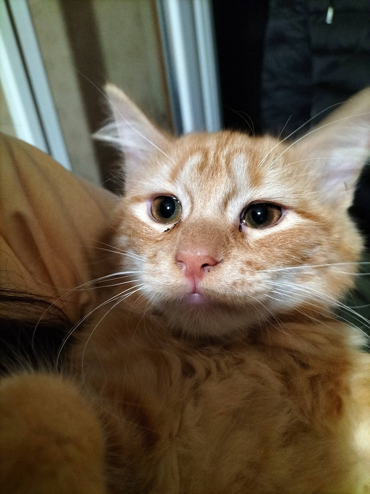 Garfield participe au concours pour gagner de l'argent avec cette photo : box, carnivore, cat, claw, domestic_short_haired_cat, ear, eye, fawn, felidae, fur, paw, pet_supply, small_to_medium_sized_cats, terrestrial_animal, whiskers, wood