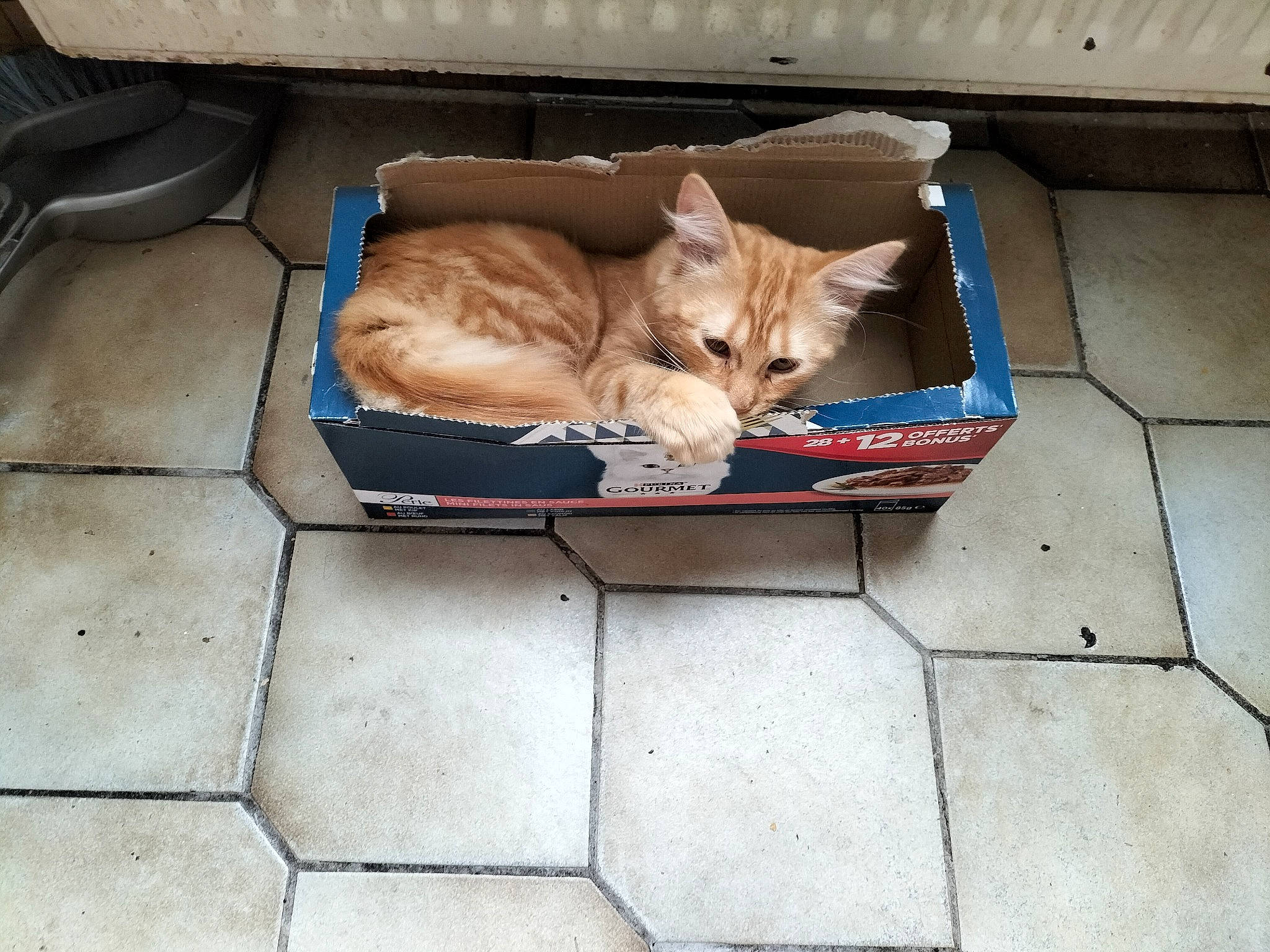 Garfield participe au concours pour gagner de l'argent avec cette photo : bag, box, carnivore, cat, comfort, couch, domestic_short_haired_cat, fawn, felidae, floor, flooring, fur, luggage_and_bags, road_surface, shipping_box, small_to_medium_sized_cats, tail, vehicle, whiskers, wood