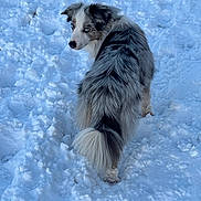 Tiago a rejoint le concours — aidez-le/la à gagner de superbes lots ! dog, australian_shepherd, snow, winter, animal, outdoor, fur, blue_eyes, pet, canine, fluffy, tail, nature, cold, walking, landscape, mammal, looking_back, white, grey