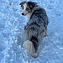 dog, australian_shepherd, snow, winter, animal, outdoor, fur, blue_eyes, pet, canine, fluffy, tail, nature, cold, walking, landscape, mammal, looking_back, white, grey