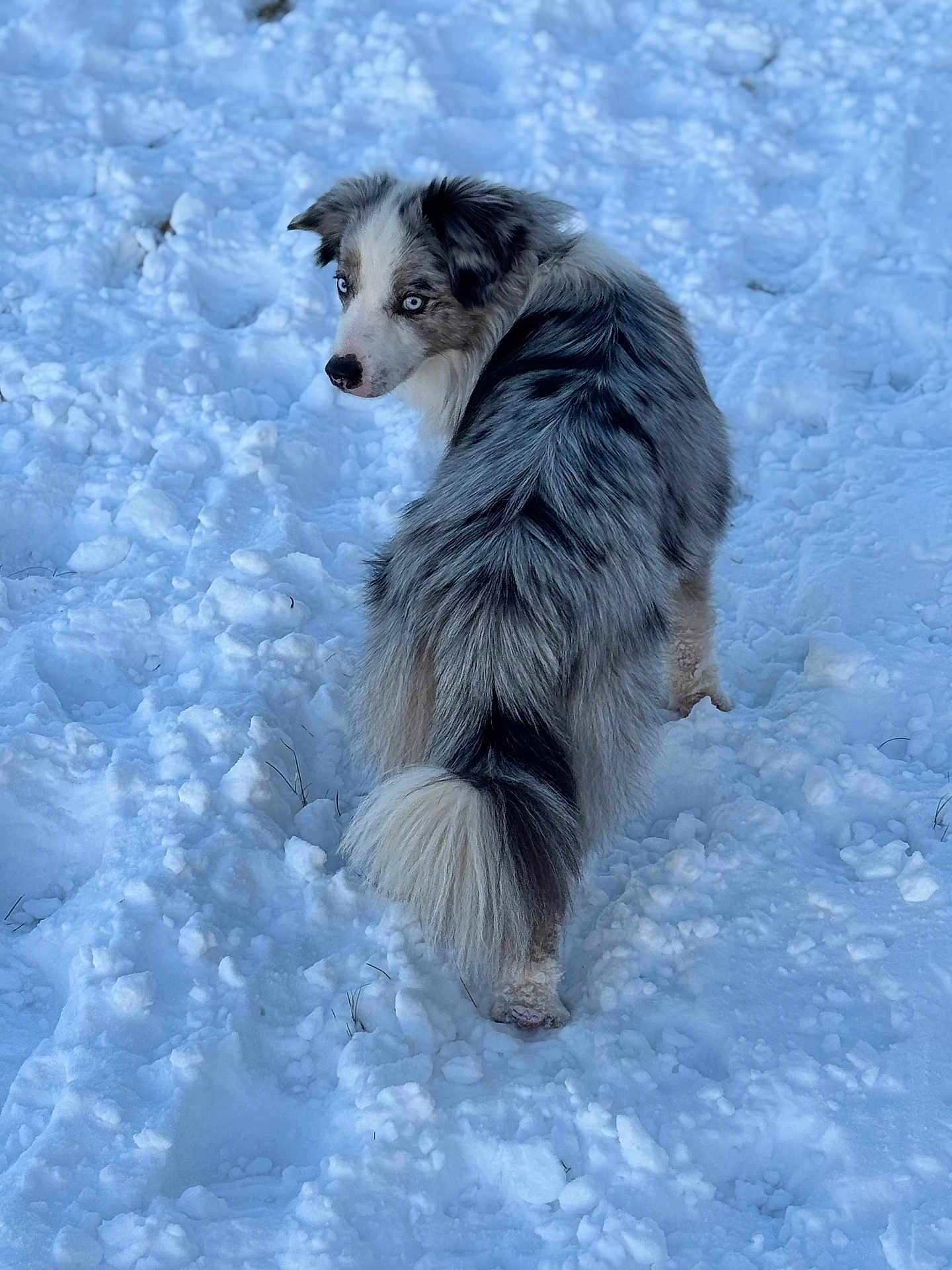 Tiago a rejoint le concours — aidez-le/la à gagner de superbes lots ! dog, australian_shepherd, snow, winter, animal, outdoor, fur, blue_eyes, pet, canine, fluffy, tail, nature, cold, walking, landscape, mammal, looking_back, white, grey