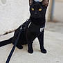 abyssinian, accessories, animal, blackcat, cat, harness, kitten, leash, manx, pet, strap