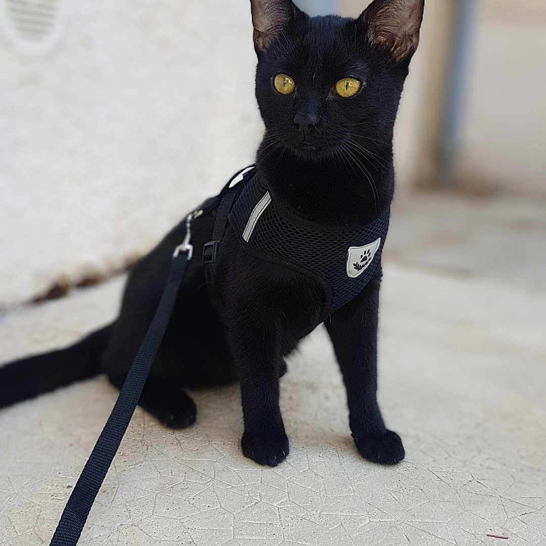 Mhéo participe au concours pour gagner de l'argent avec cette photo : abyssinian, accessories, animal, blackcat, cat, harness, kitten, leash, manx, pet, strap