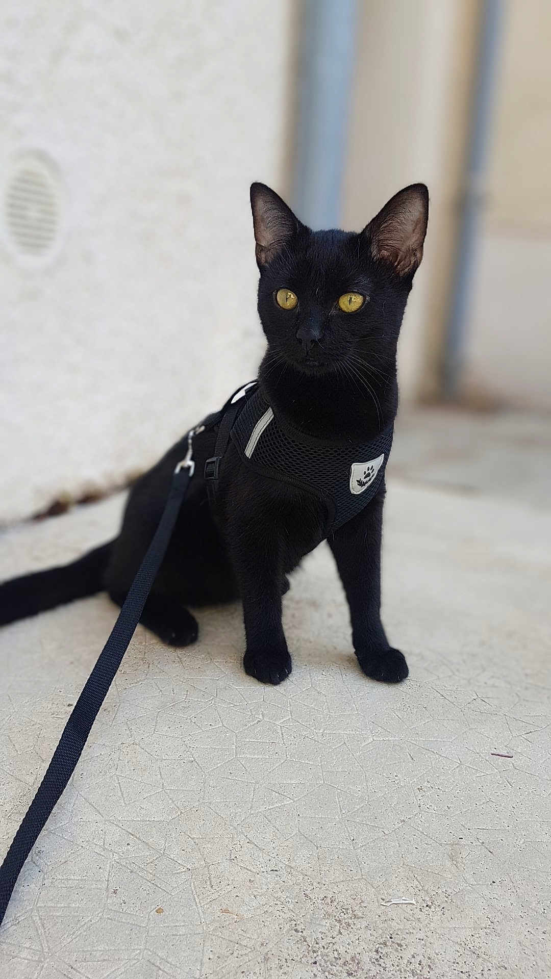 Mhéo participe au concours pour gagner de l'argent avec cette photo : abyssinian, accessories, animal, blackcat, cat, harness, kitten, leash, manx, pet, strap