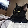Mhéo a rejoint le concours — aidez-le/la à gagner de superbes lots ! animal, bed, bedroom, blackcat, blanket, cat, computer, computerhardware, electronics, furniture, hardware, indoors, laptop, manx, monitor, pc, pet, room, screen, tv