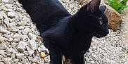Mhéo a rejoint le concours — aidez-le/la à gagner de superbes lots ! animal, blackcat, cat, city, gravel, jar, leaf, pebble, pet, plant, planter, pottedplant, pottery, road, rock, slate, soil, street, urban, vase