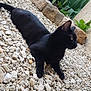 animal, blackcat, cat, city, gravel, jar, leaf, pebble, pet, plant, planter, pottedplant, pottery, road, rock, slate, soil, street, urban, vase