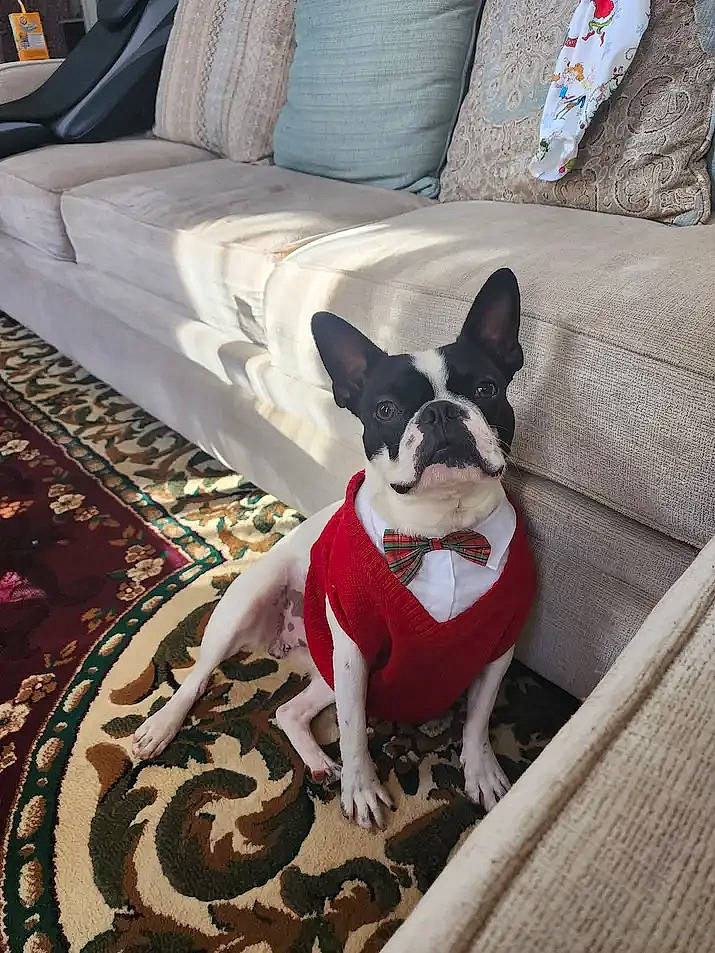 Cassius is registered to the contest to win money with this photo: boston_terrier, carmine, carnivore, collar, comfort, companion_dog, couch, dog, dog_breed, dog_collar, dog_supply, fawn, flooring, furniture, snout, sporting_group, tail, toy_dog, white, working_animal