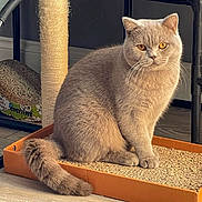 Csaba joined the competition — help win amazing prizes! animal, box, cat, comfortable, cute, domestic_cat, feline, floor, fluffy_tail, fur, home, indoor, orange_eyes, paws, pet, relaxed, scratch_box, scratching_post, sitting, whiskers