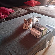 Jul participe au concours pour gagner de l'argent avec cette photo : box, cat, cozy, curious, domestic, floor, furniture, household, indoor, kitten, living_room, pet, pillow, relaxing, remote_control, resting, small_animal, sofa, table, wooden_floor