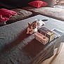 box, cat, cozy, curious, domestic, floor, furniture, household, indoor, kitten, living_room, pet, pillow, relaxing, remote_control, resting, small_animal, sofa, table, wooden_floor