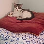 Jul a rejoint le concours — aidez-le/la à gagner de superbes lots ! animal, bed, blanket, cat, corner, cozy, cushion, cute, domestic, fur, gray, indoor, kitten, looking, pattern, pet, relaxed, resting, white, young