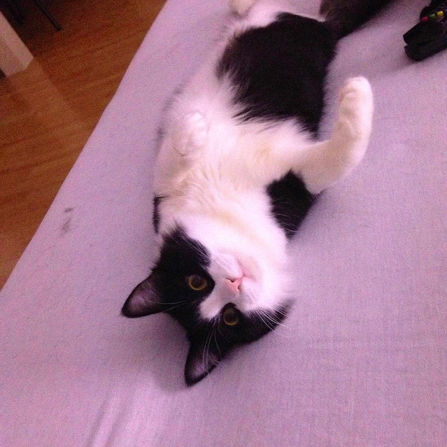 Polla