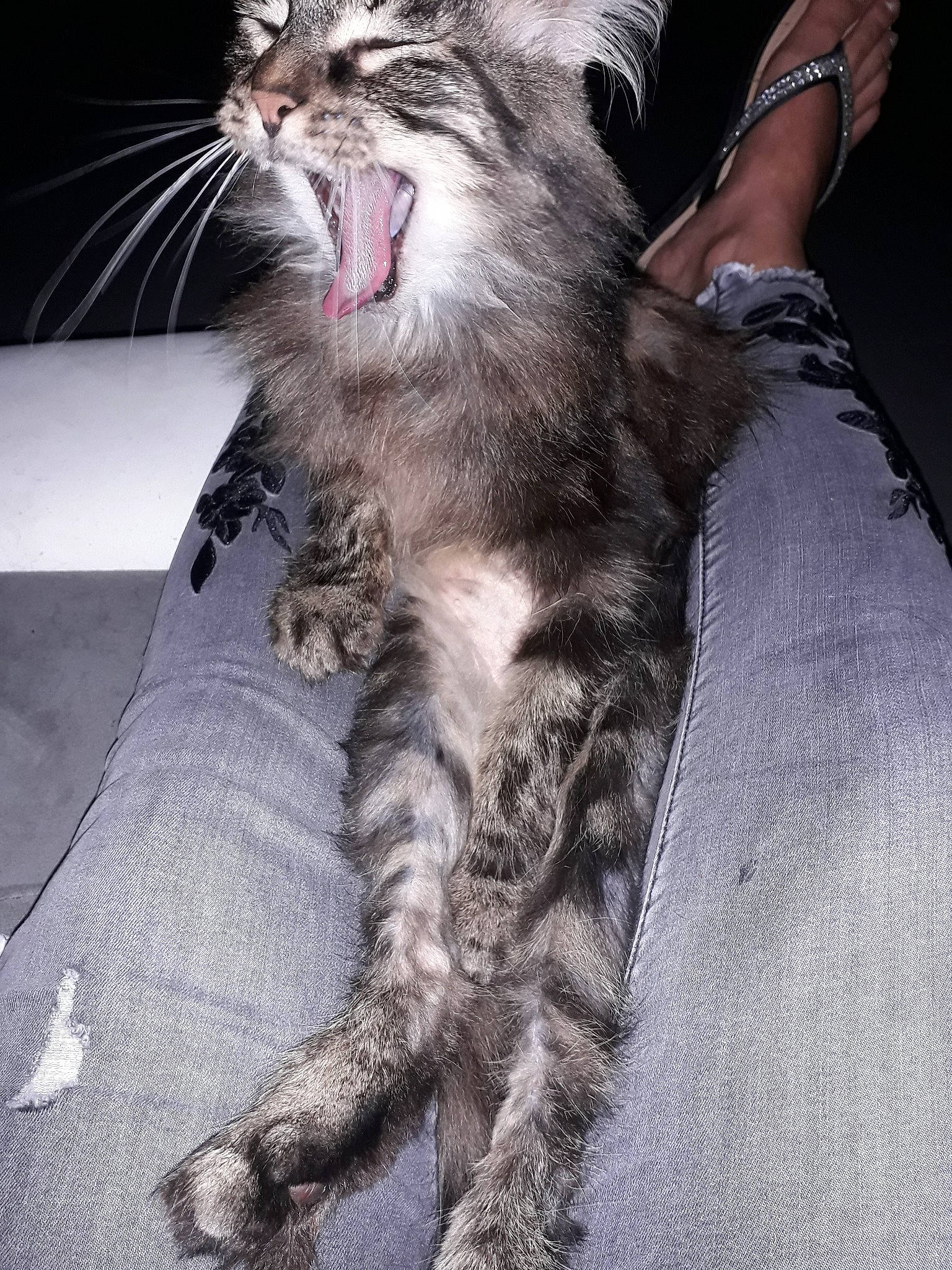 Muesli a rejoint le concours — aidez-le/la à gagner de superbes lots ! carnivore, cat, claw, dragon_li, ear, european_shorthair, facial_expression, felidae, fur, kitten, leg, maine_coon, mammal, norwegian_forest_cat, oriental_longhair, pixie_bob, small_to_medium_sized_cats, snout, tabby_cat, whiskers