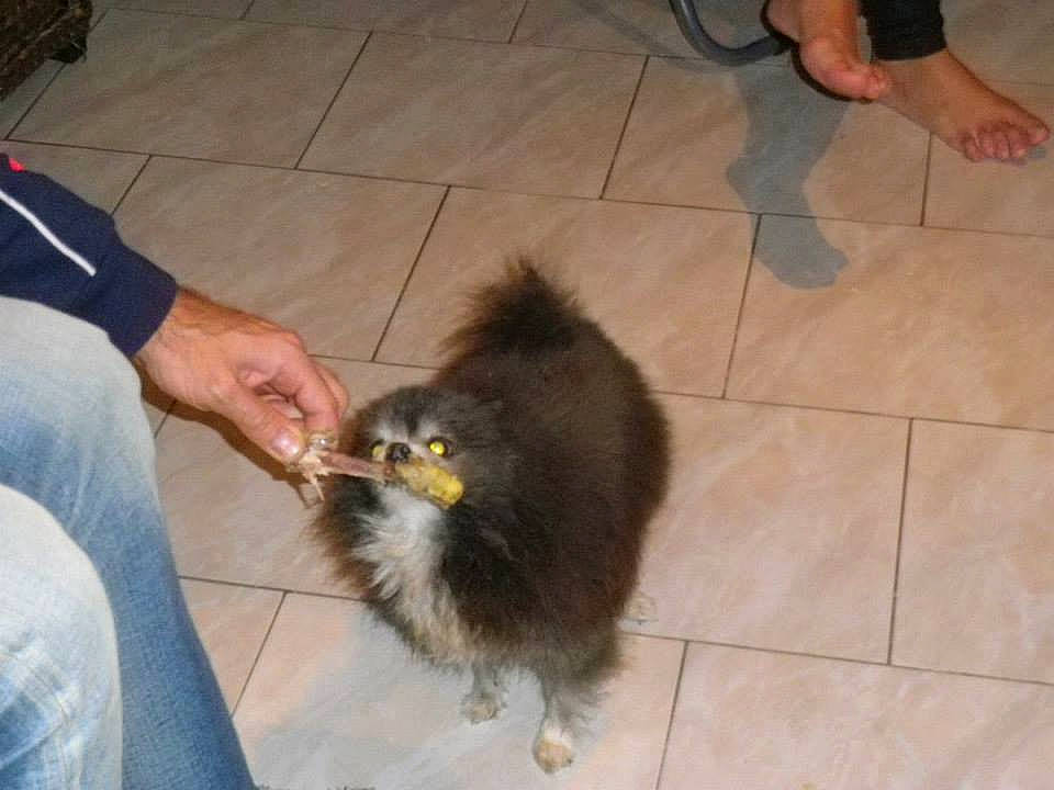 Tootsy La Noire Et Blanche participe au concours pour gagner de l'argent avec cette photo : canidae, carnivore, companion_dog, dog, dog_breed, floor, flooring, fur, german_spitz_klein, german_spitz_mittel, non_sporting_group, pomeranian, spitz, tail