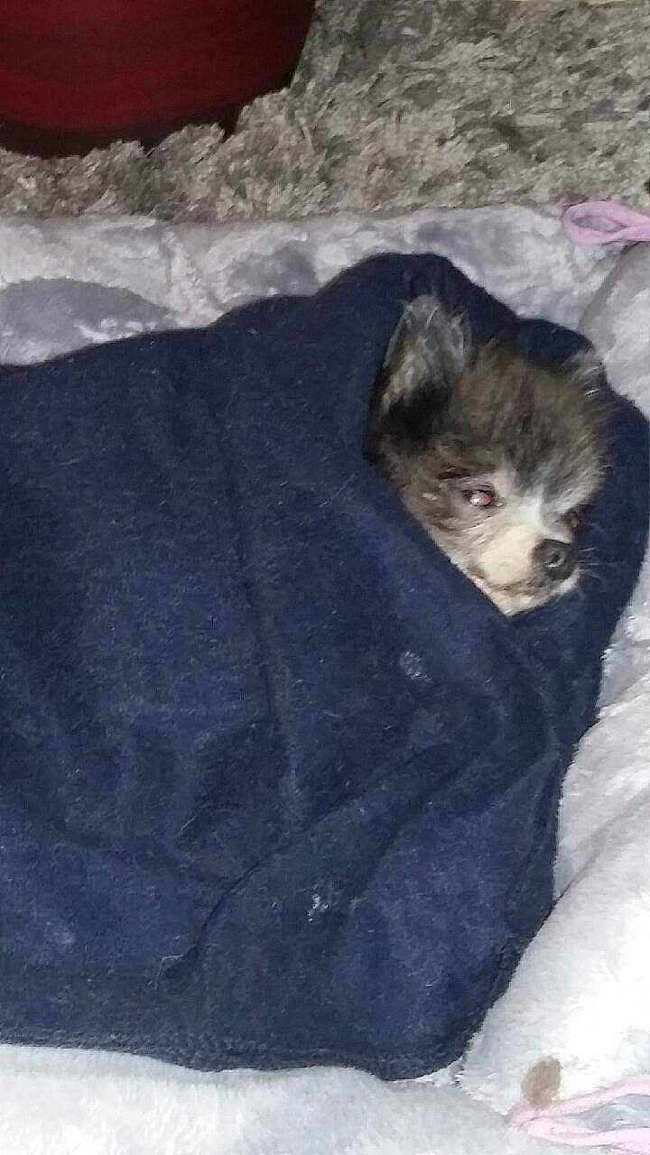 Tootsy La Noire Et Blanche participe au concours pour gagner de l'argent avec cette photo : canidae, carnivore, cat, dog_breed, felidae, ferret, fur, kitten, small_to_medium_sized_cats, tail, whiskers