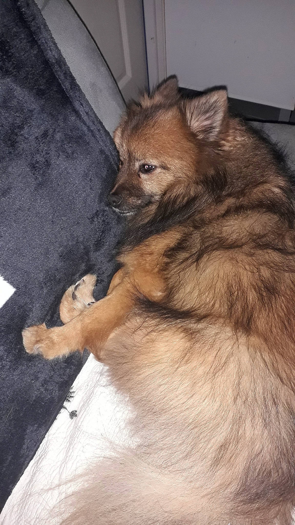 Maia a rejoint le concours — aidez-le/la à gagner de superbes lots ! canidae, canis, carnivore, companion_dog, dog, dog_breed, eurasier, fawn, german_spitz, german_spitz_mittel, keeshond, mammal, non_sporting_group, pomeranian, puppy, spitz, vertebrate, wolfdog