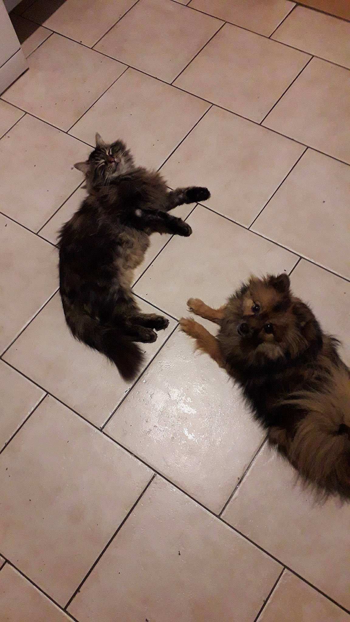 Maia a rejoint le concours — aidez-le/la à gagner de superbes lots ! cairn_terrier, canidae, carnivore, cat, dog, dog_breed, fawn, felidae, tail, terrier, yorkshire_terrier