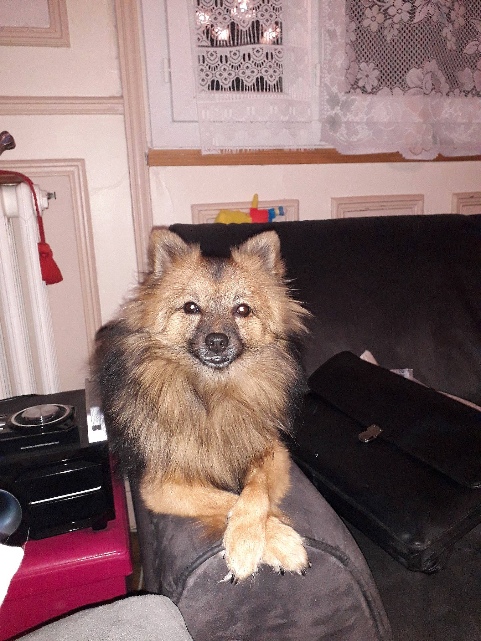 Maia participe au concours pour gagner de l'argent avec cette photo : canidae, carnivore, companion_dog, dog, dog_breed, eurasier, fawn, german_spitz, german_spitz_klein, german_spitz_mittel, keeshond, mammal, non_sporting_group, pomeranian, spitz, vertebrate