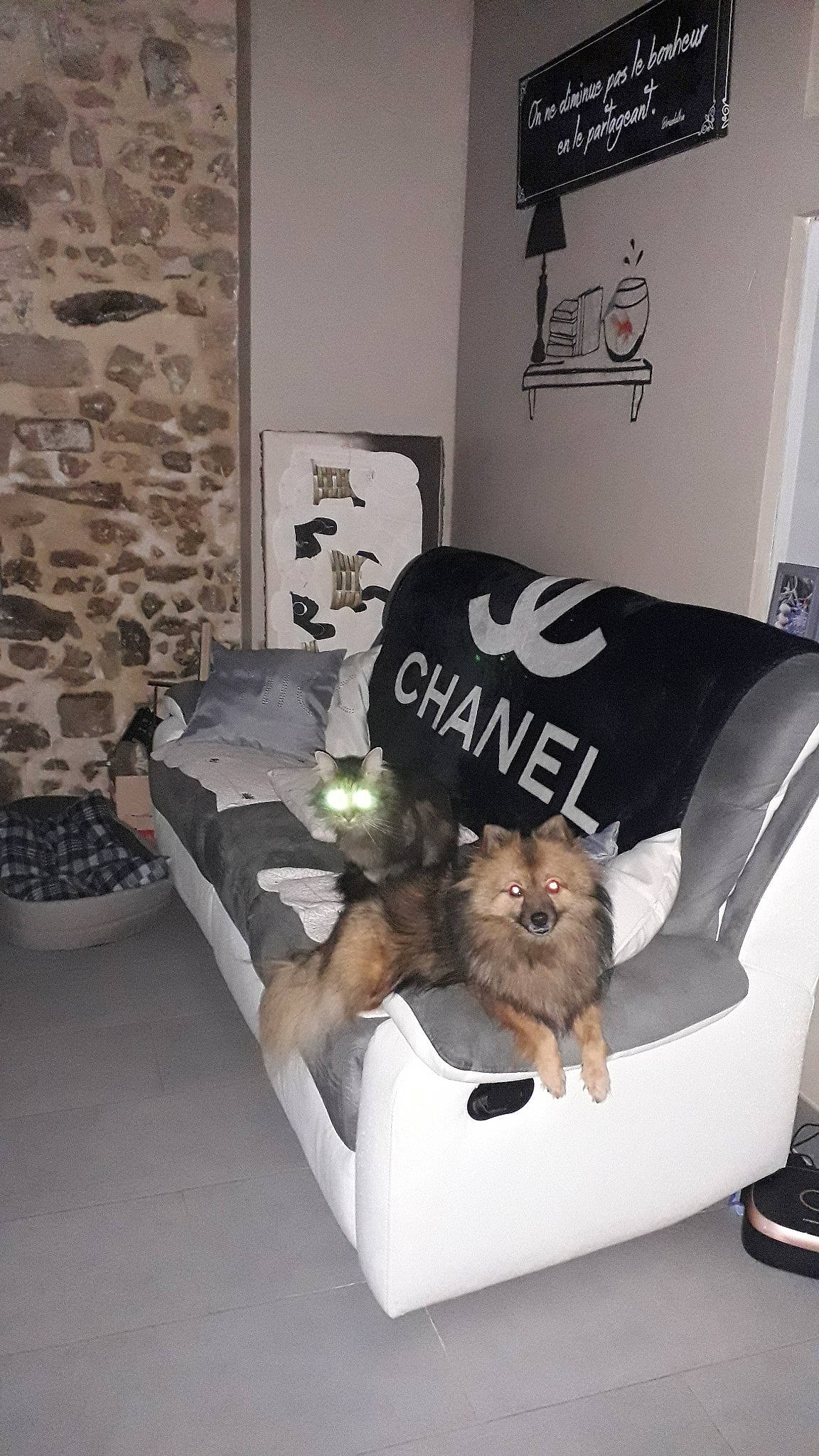 Maia participe au concours pour gagner de l'argent avec cette photo : canidae, carnivore, companion_dog, dog, dog_breed, furniture, interior_design, pomeranian, room