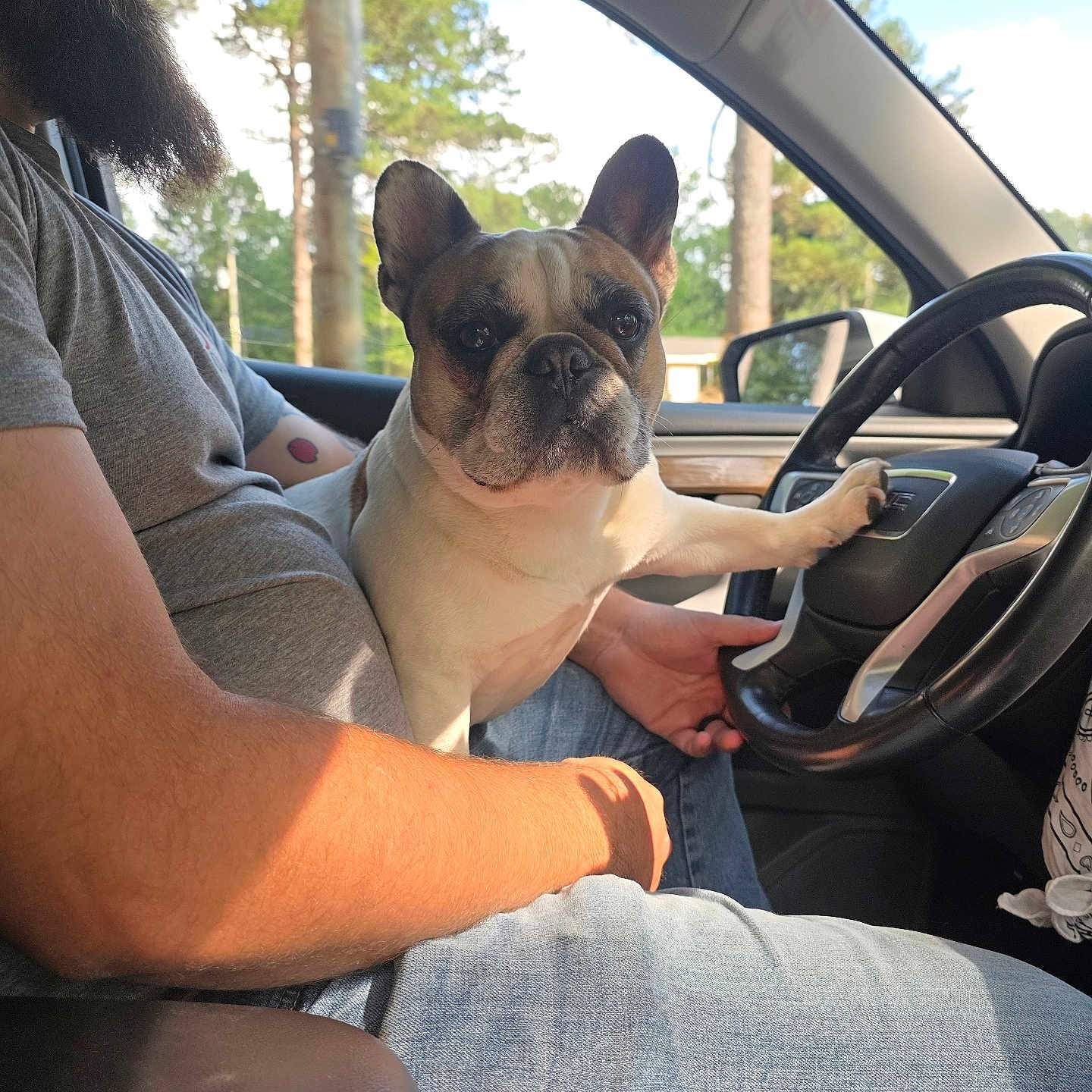 Bitsy Green joined the competition — help win amazing prizes! beard, car, casual, companion, daylight, dog, french_bulldog, gray_shirt, interior, jeans, lap, man, paw, pet, portrait, relaxed, seat, steering_wheel, trees, window