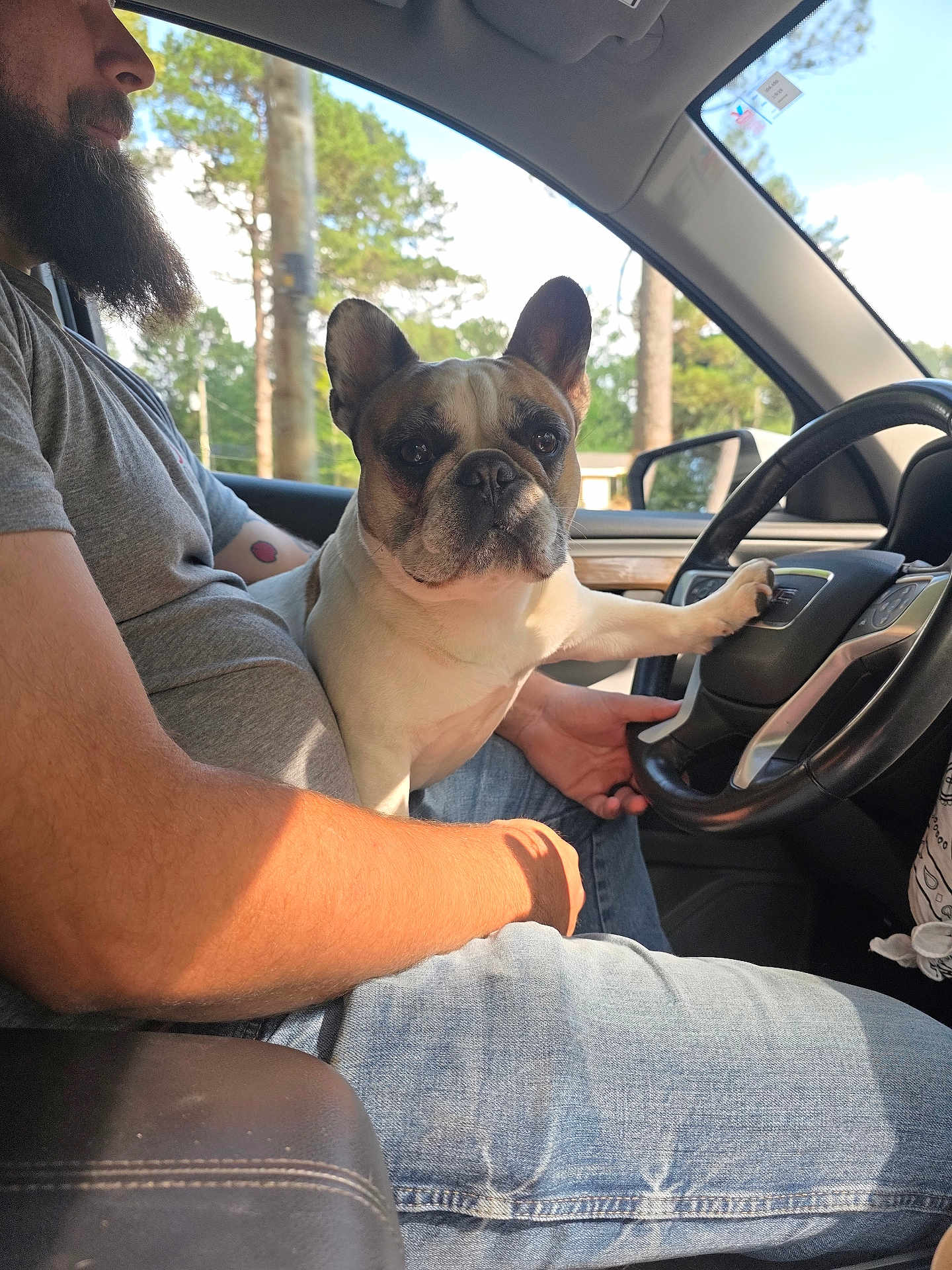 Bitsy Green joined the competition — help win amazing prizes! dog, french_bulldog, man, beard, car, steering_wheel, window, trees, daylight, jeans, gray_shirt, paw, lap, interior, seat, casual, relaxed, pet, companion, portrait