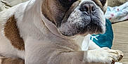 Bitsy Green joined the competition — help win amazing prizes! french_bulldog, dog, pet, canine, animal, couch, indoor, resting, close_up, brown_and_white, ears, paw, snout, fur, relaxed, companion, household, portrait, domestic_animal, cute