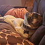 Bitsy Green joined the competition — help win amazing prizes! dog, couch, blanket, pillow, remote_control, relaxed, sleepy, indoor, pet, collar, resting, brown, white, fur, comfort, home, living_room, closeup, side_view, cozy