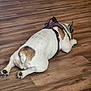 Bitsy Green is registered to the contest to win money with this photo: dog, lying_down, wooden_floor, harness, collar, indoor, pet, brown_spot, white_fur, paws, relaxed, flooring, animal, mammal, domestic_animal, canine, resting, side_view, no_human, quiet