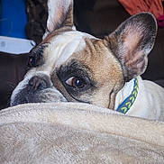 Bitsy Green joined the competition — help win amazing prizes! dog, french_bulldog, pet, close_up, blanket, indoor, curious, ears, brown, white, collar, furniture, soft, cozy, resting, animal, face, looking, domestic, cute
