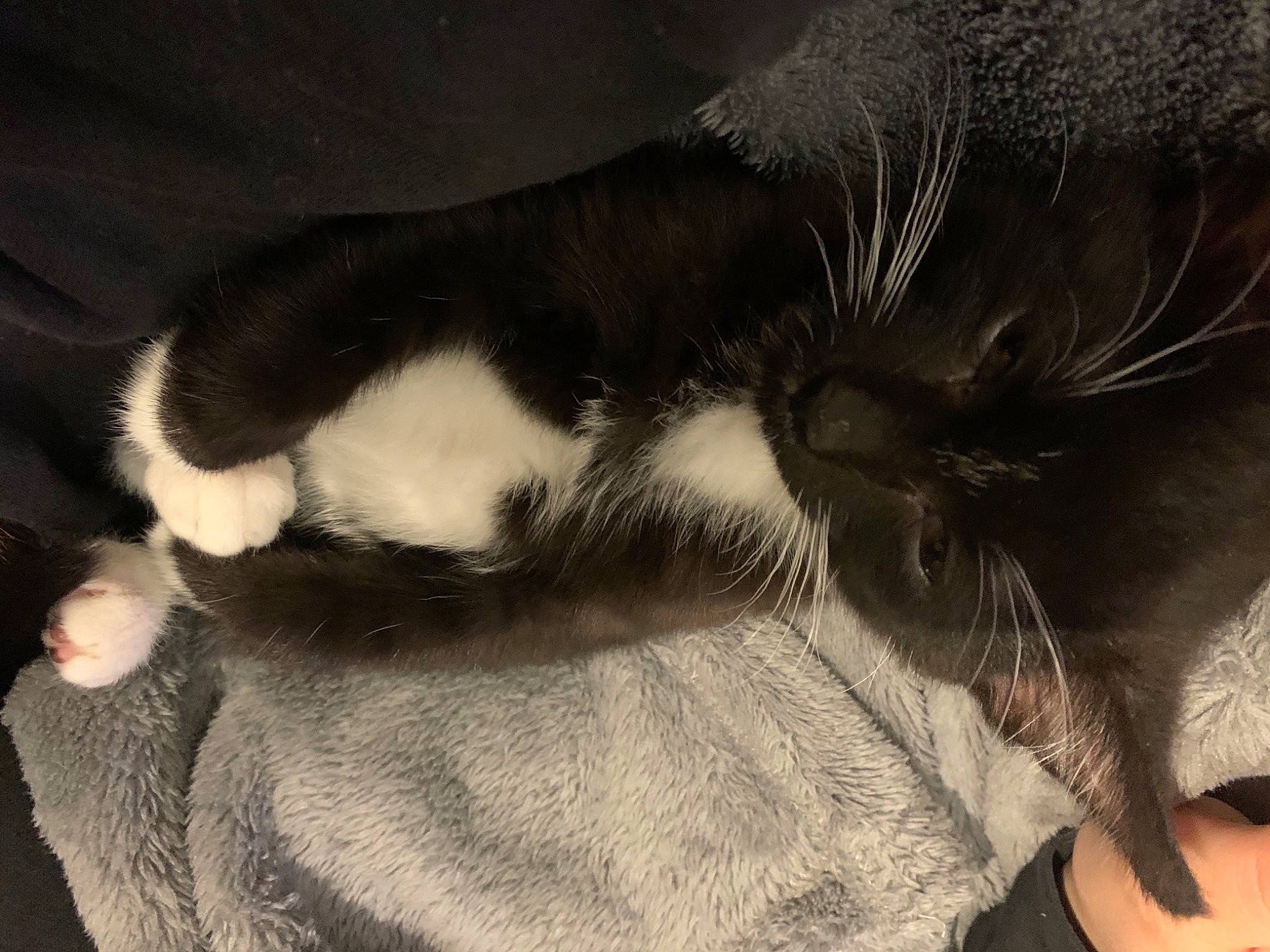 James is registered to the contest to win money with this photo: black_cat, canidae, carnivore, cat, claw, cloud, comfort, companion_dog, dog_breed, domestic_short_haired_cat, ear, felidae, fur, nap, paw, small_to_medium_sized_cats, snout, sporting_group, tail, whiskers