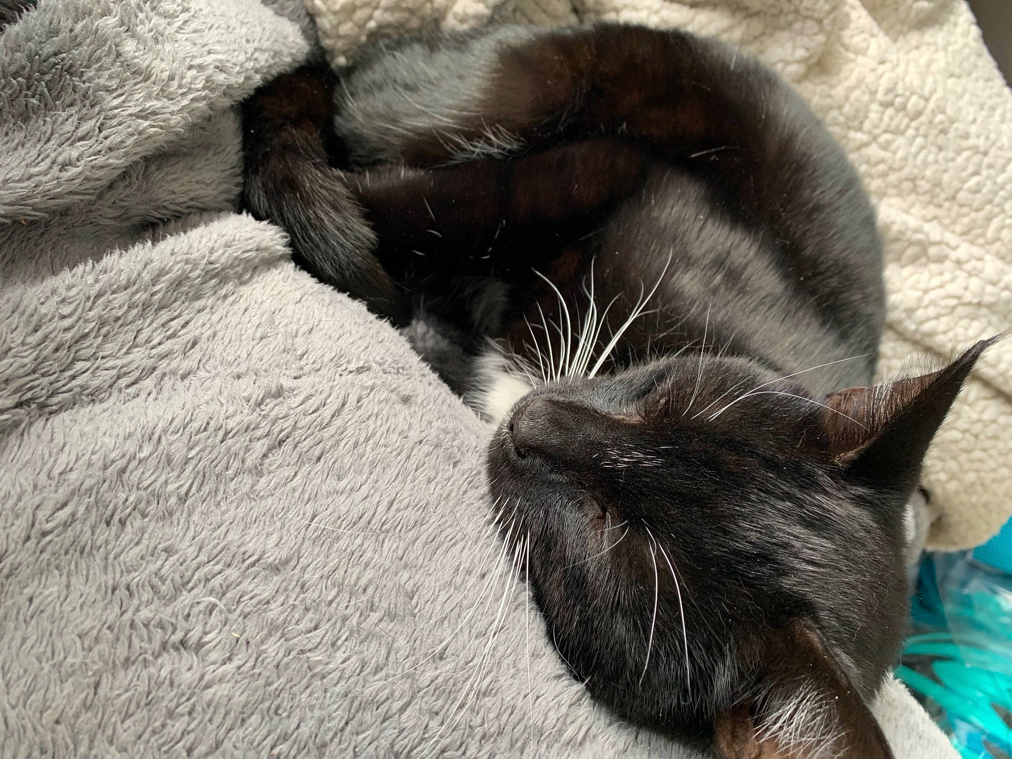 James joined the competition — help win amazing prizes! black_cat, canidae, carnivore, cat, claw, comfort, domestic_short_haired_cat, ear, felidae, fur, grey, mammal, nap, paw, sleep, small_to_medium_sized_cats, snout, tail, terrestrial_animal, whiskers