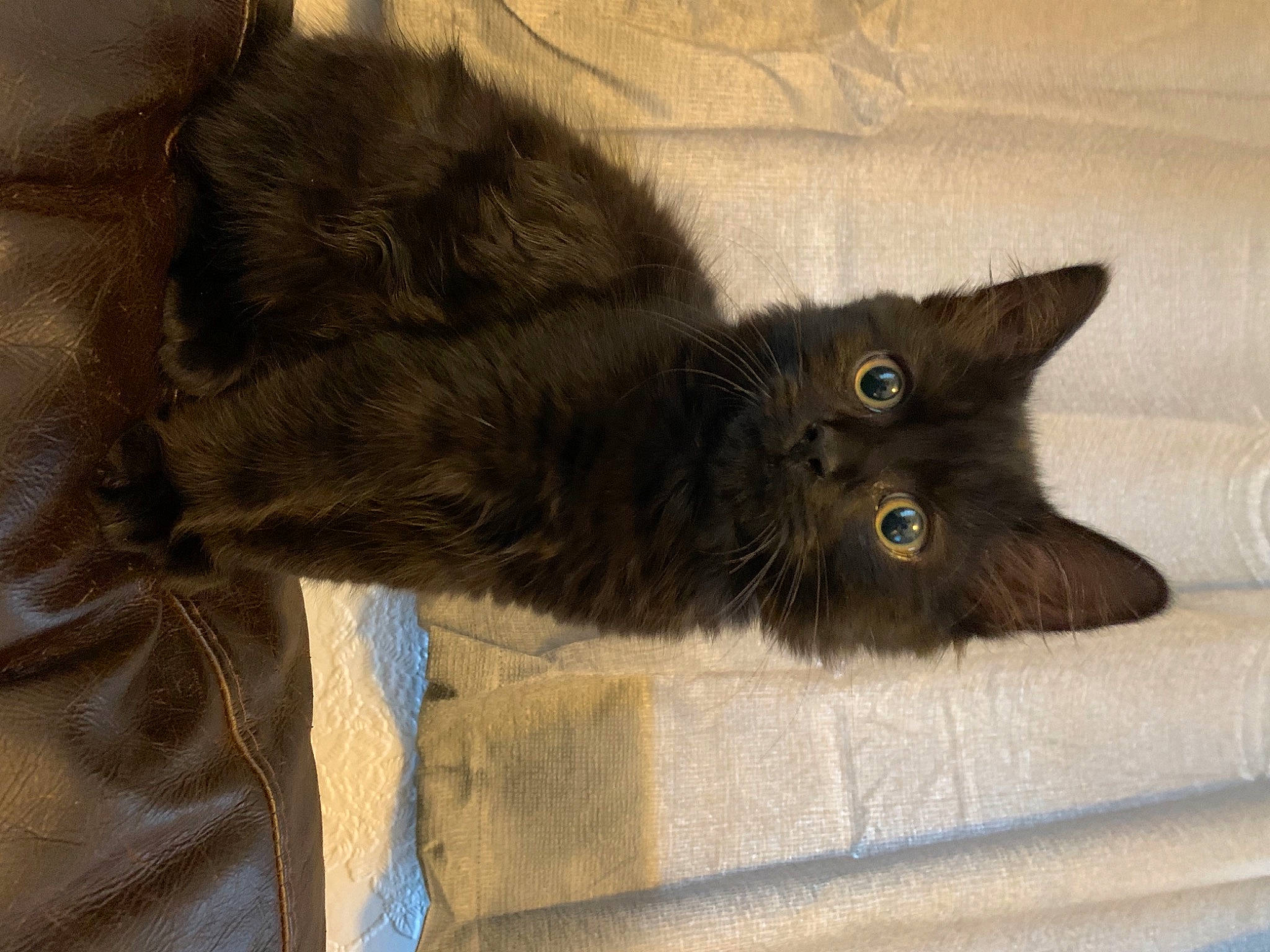 Jackson joined the competition — help win amazing prizes! black_cat, bombay, brown, carnivore, cat, claw, comfort, dog_breed, domestic_short_haired_cat, fawn, felidae, flooring, fur, grey, liver, paw, small_to_medium_sized_cats, tail, vertebrate, whiskers