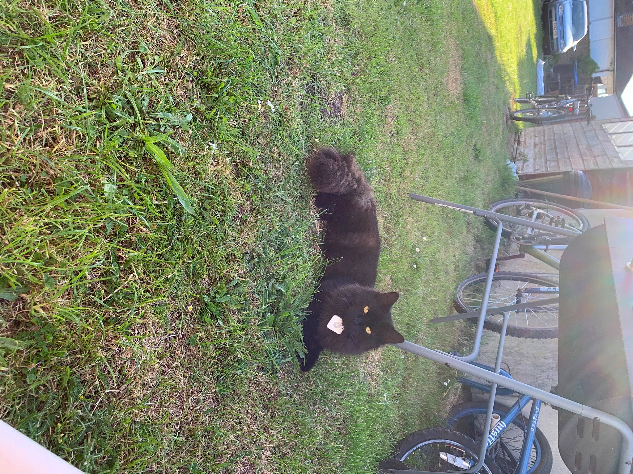 Jackson is registered to the contest to win money with this photo: canidae, carnivore, cat, chair, dog_breed, felidae, fur, grass, groundcover, plant, shadow, shrub, small_to_medium_sized_cats, soil, sporting_group, tail, terrestrial_animal, tire, tree, wheel