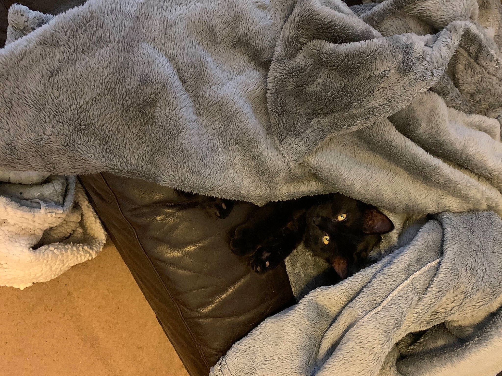 Jackson joined the competition — help win amazing prizes! bag, beige, comfort, denim, fawn, felidae, foot, grey, gunny_sack, human_leg, linens, luggage_and_bags, mammal, sleeve, snout, textile, vertebrate, wood, woolen, wrist