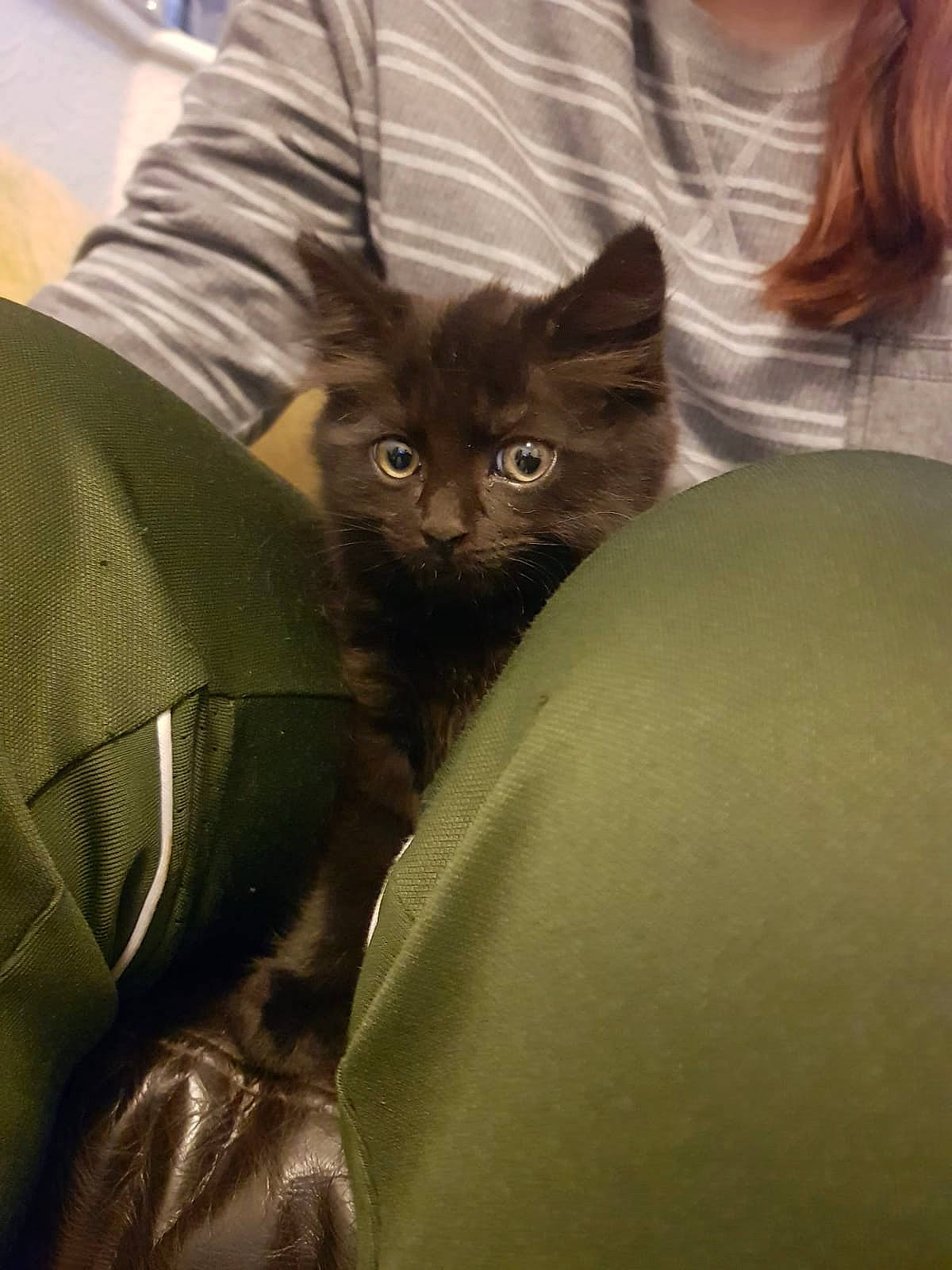 Jackson joined the competition — help win amazing prizes! abdomen, bag, bed, black_cat, carnivore, cat, comfort, fawn, felidae, human_leg, iris, leg, long_hair, sleeve, small_to_medium_sized_cats, snout, t_shirt, thigh, trunk, whiskers