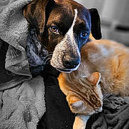 Natsu a rejoint le concours — aidez-le/la à gagner de superbes lots ! dog, cat, orange_cat, mixed_breed, blanket, cozy, snuggling, pet, fur, sleeping, indoor, portrait, curtains, bedding, close_up, companion_animals, eyes, whiskers, paw, blanket_texture