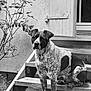 dog, canine, stairs, wooden_steps, porch, window_shutter, plant, leaves, textured_wall, black_and_white, sitting, portrait, speckled_coat, mixed_breed, paws, outdoor, fur, doorway, watchful, pet
